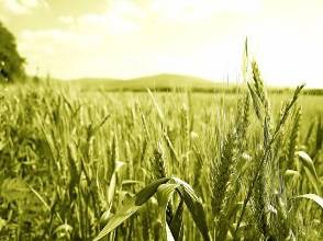 Прогнозы урожая пшеницы на 2011г. по России и миру