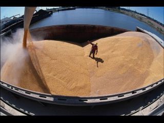 Эмбарго на экспорт зерна: производители России просят квот