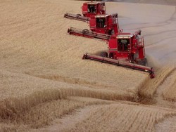Россия возвращается на мировой рынок зерна